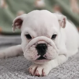 English Bulldog - Both