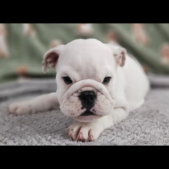 English Bulldog - Both