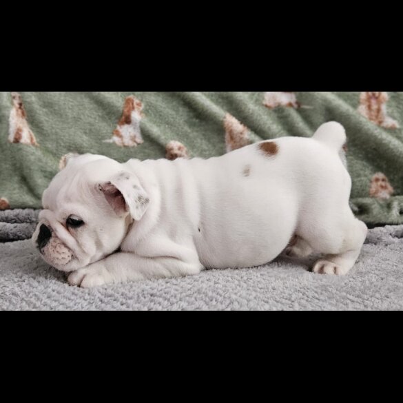 English Bulldog - Both