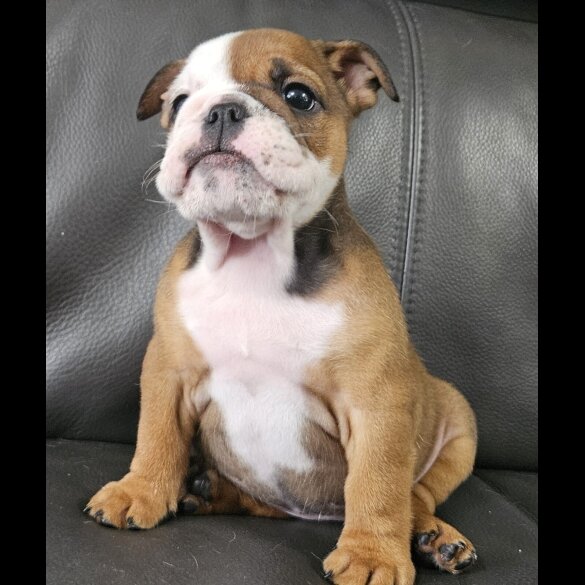 English Bulldog - Both