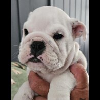 English Bulldog - Both