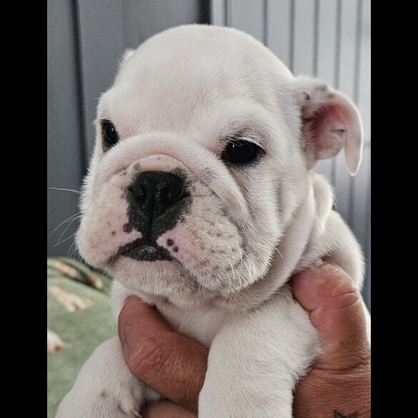 English Bulldog - Both