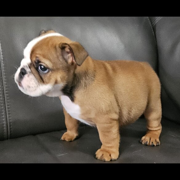 English Bulldog - Both