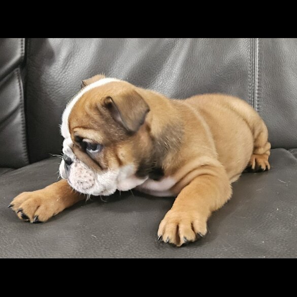 English Bulldog - Both