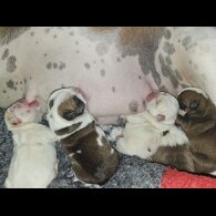 English Bulldog - Both