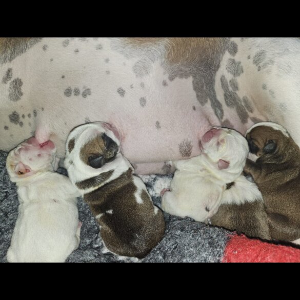 English Bulldog - Both