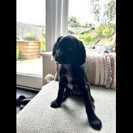Cocker Spaniel (Working &amp; Show) - Both