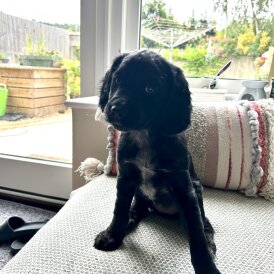 Cocker Spaniel (Working &amp; Show) - Both