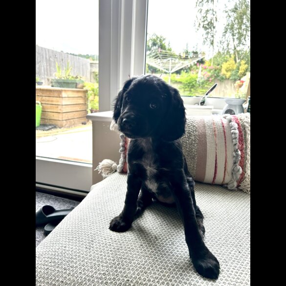 Cocker Spaniel (Working &amp; Show) - Both