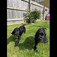 Cocker Spaniel (Working &amp; Show) - Both