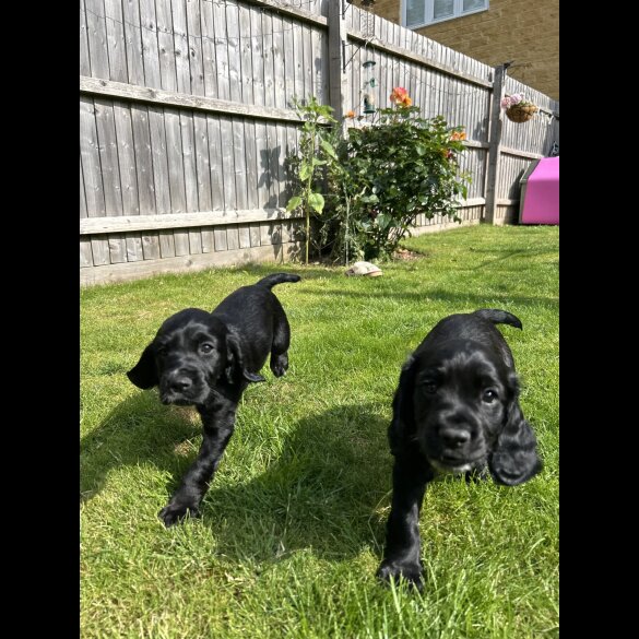 Cocker Spaniel (Working &amp; Show) - Both