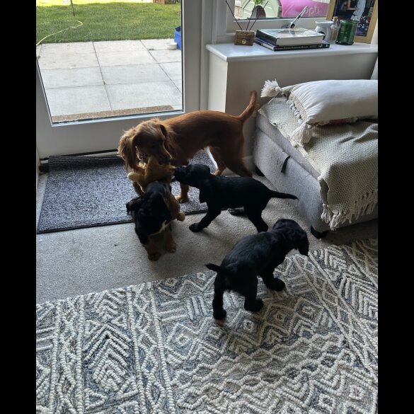 Cocker Spaniel (Working &amp; Show) - Both