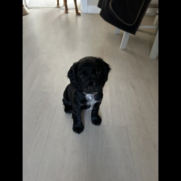Cocker Spaniel (Working &amp; Show) - Both