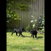 Cocker Spaniel (Working &amp; Show) - Both