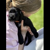 Cocker Spaniel (Working &amp; Show) - Dogs