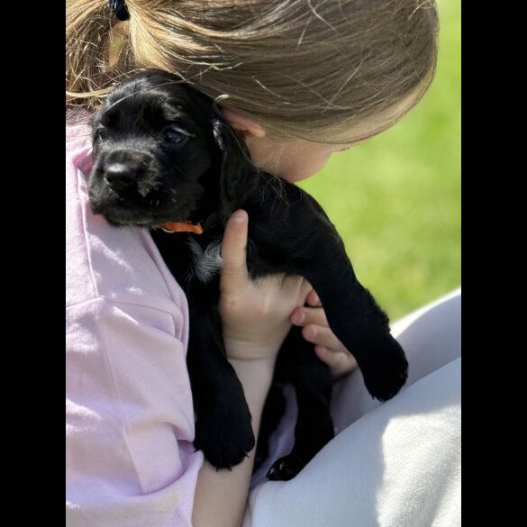 Cocker Spaniel (Working &amp; Show) - Dogs