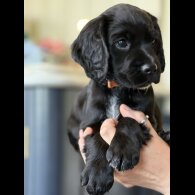 Cocker Spaniel (Working &amp; Show) - Dogs
