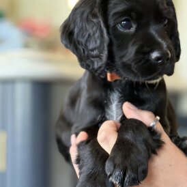 Cocker Spaniel (Working &amp; Show) - Dogs