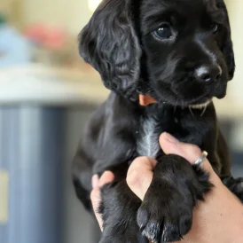 Cocker Spaniel (Working &amp; Show) - Dogs