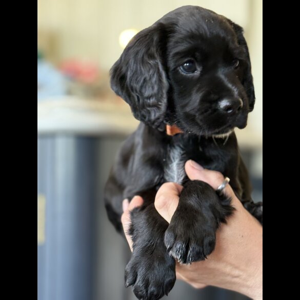 Cocker Spaniel (Working &amp; Show) - Dogs