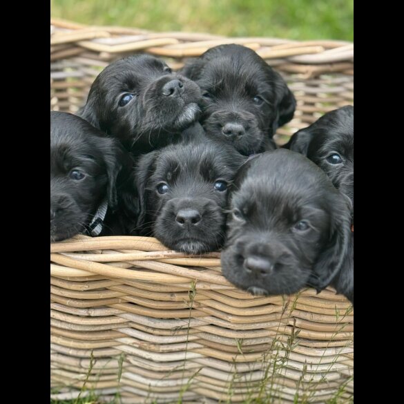 Cocker Spaniel (Working &amp; Show) - Dogs