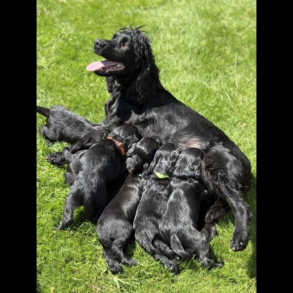 Cocker Spaniel (Working &amp; Show) - Dogs