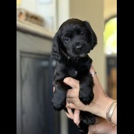 Cocker Spaniel (Working &amp; Show) - Dogs