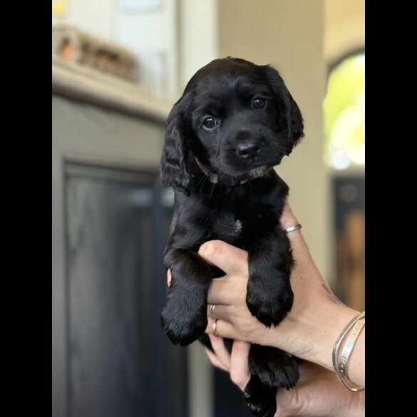 Cocker Spaniel (Working &amp; Show) - Dogs