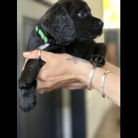 Cocker Spaniel (Working &amp; Show) - Dogs