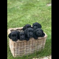 Cocker Spaniel (Working &amp; Show) - Dogs