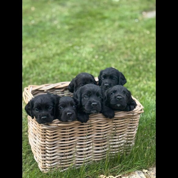Cocker Spaniel (Working &amp; Show) - Dogs