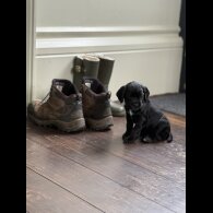 Cocker Spaniel (Working &amp; Show) - Dogs