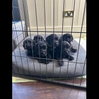 Cocker Spaniel (Working &amp; Show) - Dogs