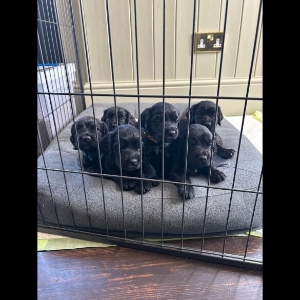 Cocker Spaniel (Working &amp; Show) - Dogs
