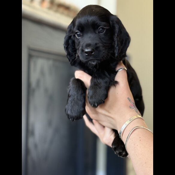 Cocker Spaniel (Working &amp; Show) - Dogs