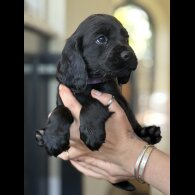 Cocker Spaniel (Working &amp; Show) - Dogs