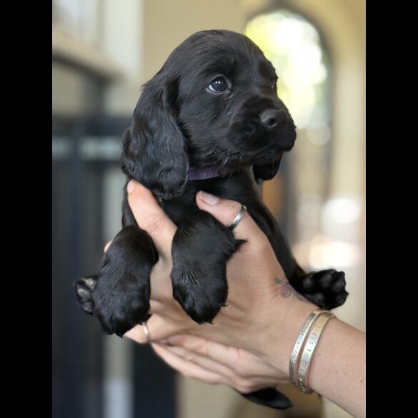 Cocker Spaniel (Working &amp; Show) - Dogs