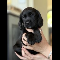 Cocker Spaniel (Working &amp; Show) - Dogs