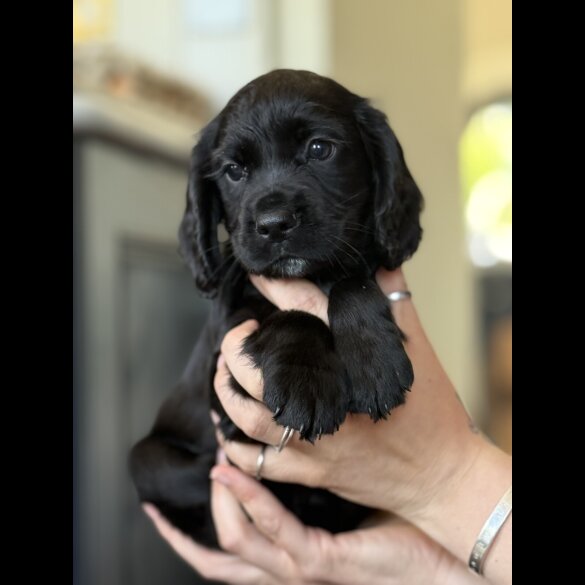 Cocker Spaniel (Working &amp; Show) - Dogs