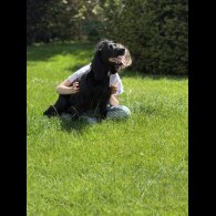 Cocker Spaniel (Working &amp; Show) - Dogs