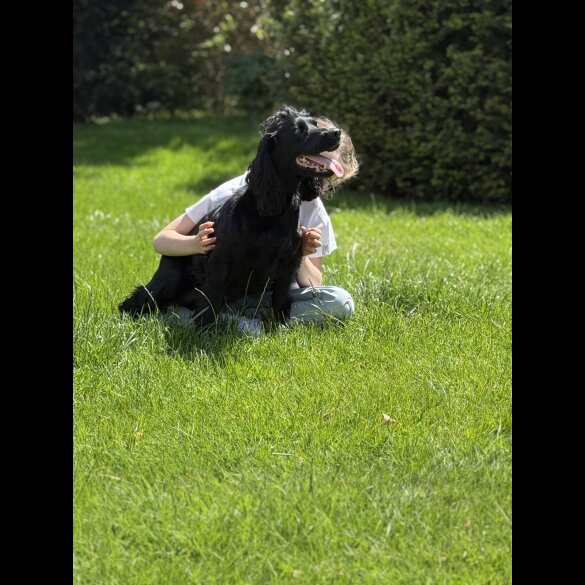 Cocker Spaniel (Working &amp; Show) - Dogs