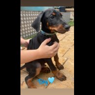 Doberman - Both