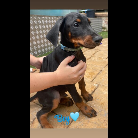Doberman - Both