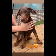 Doberman - Both