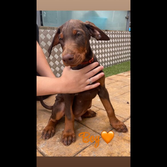 Doberman - Both