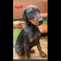 Doberman - Both