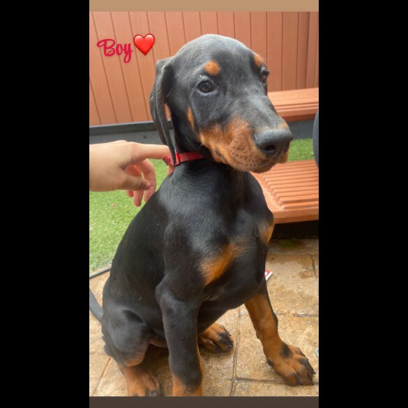 Doberman - Both