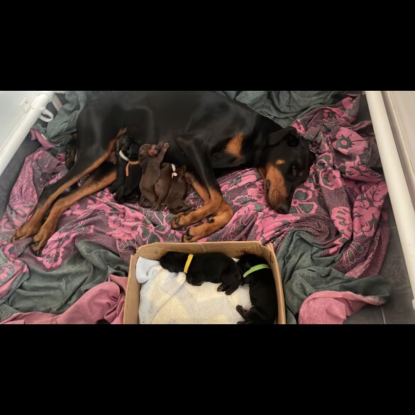 Doberman - Both