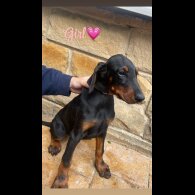 Doberman - Both