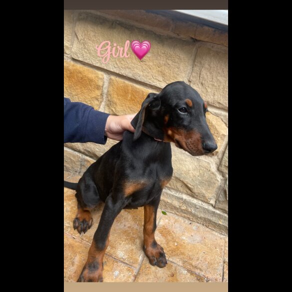 Doberman - Both